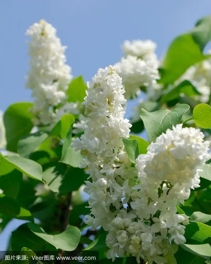 一朵白色的丁香花