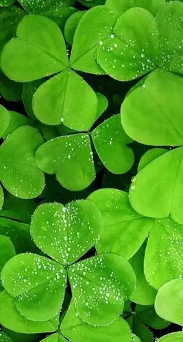 【绿色植物】高清护眼手机壁纸