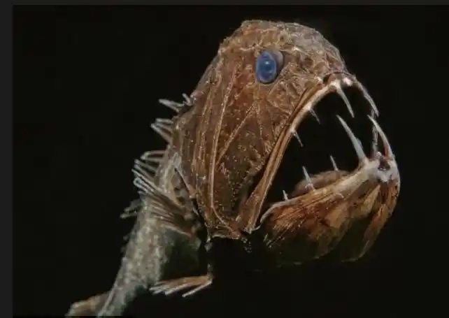 动物知识普及——尖牙鱼