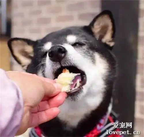 柴犬吃了一口面包,这一脸满足的表情,超级可爱!