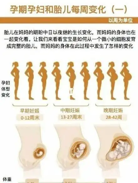 整个孕期40周,分为早中晚三期