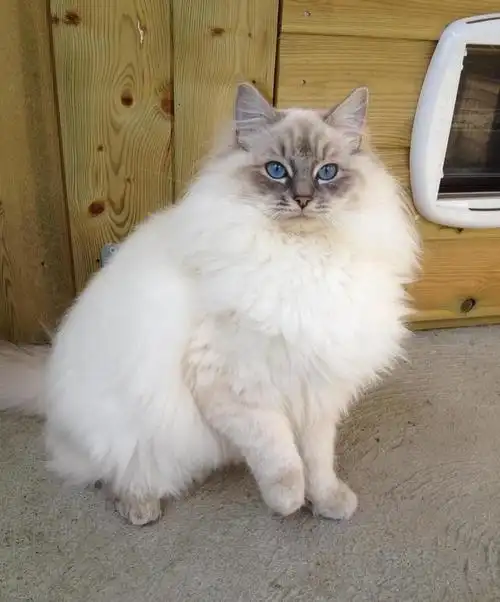 双色布偶猫 布偶猫图