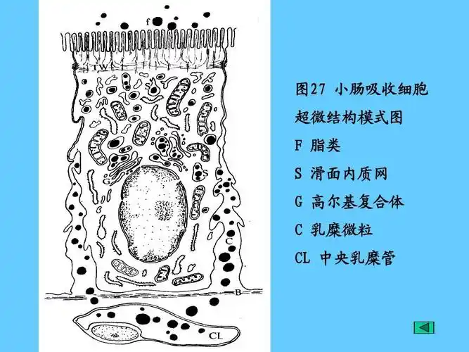 超微结构模式图 f 脂类 s 滑面内质网 g 高尔基复合体 c 乳糜微粒 cl