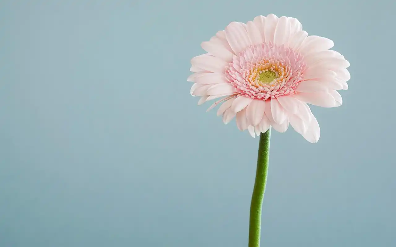 唯美鲜花摄影高清桌面壁纸