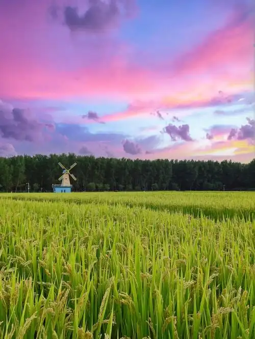 走进宫崎骏的漫画稻香