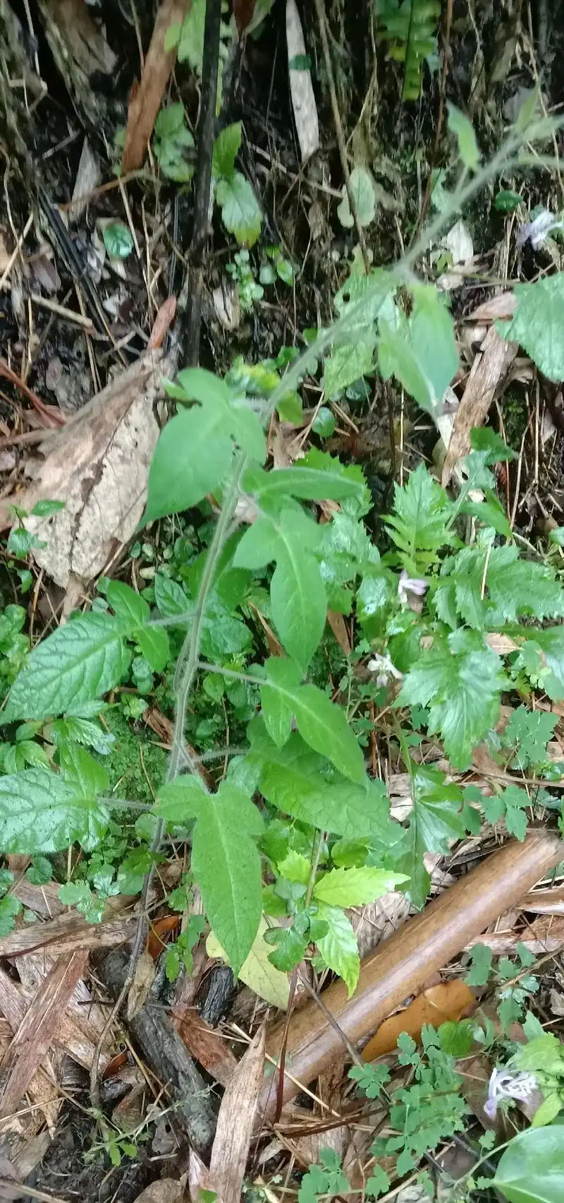 白英#野生药材 #滋补养生食材 #分享农业植保技术知识传播正 - 抖音