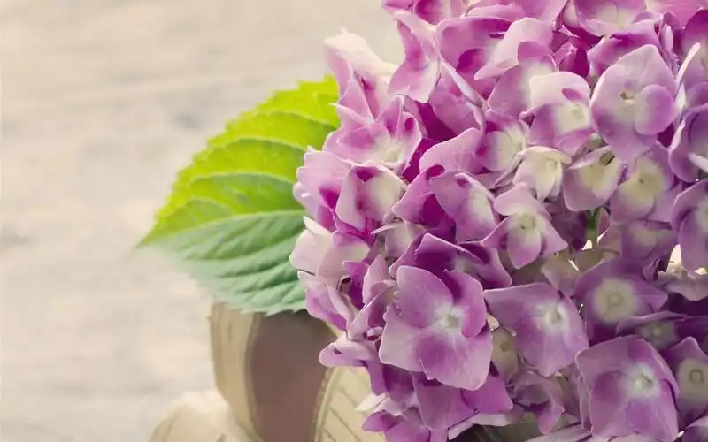 绣球花,粉红色的花,书 壁纸 - 1440x900