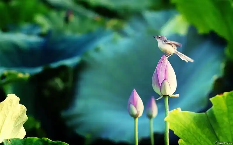 清新植物唯美花朵摄影高清桌面壁纸图片大全第二辑