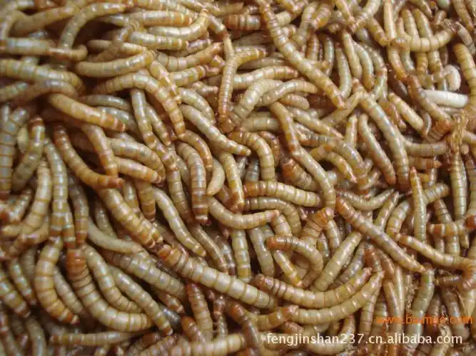 2014年养殖什么赚钱农村黄粉虫养殖加盟厂家/批发/供应商