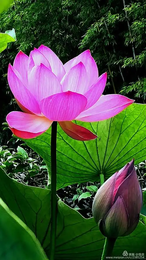 明年见,美丽荷花!