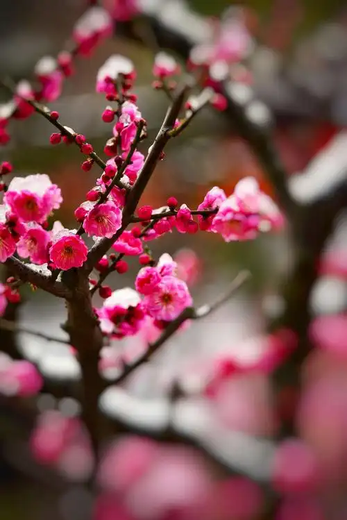 梅花戴雪开,好运自然来