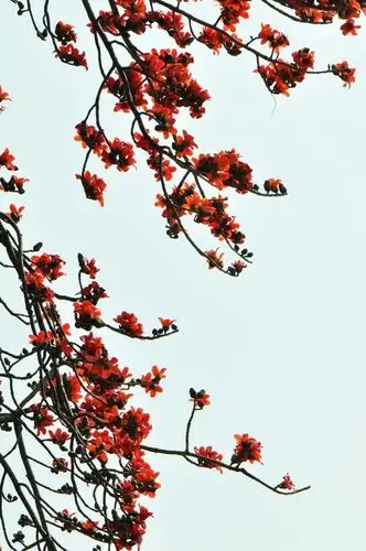 【木棉花】 第 8 幅查看大图曝光:auto exposure光圈:f11快门:1/200