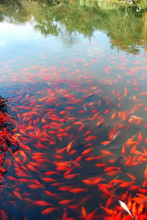 杭州花港观鱼公园