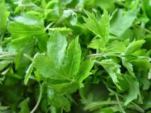 野菜当归苗新鲜当归苗