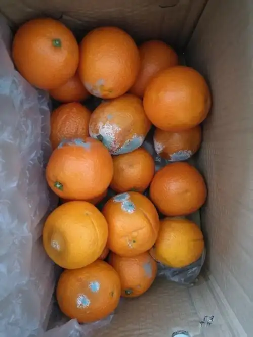 一箱橙子坏了大半?