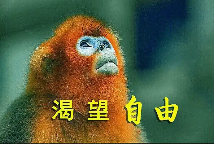 今天的开卷语:渴望自由