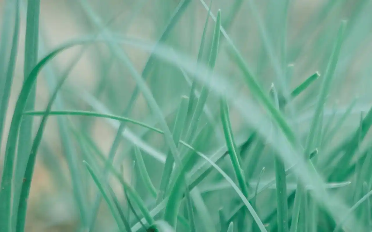 绿色护眼小清新植物图片桌面壁纸