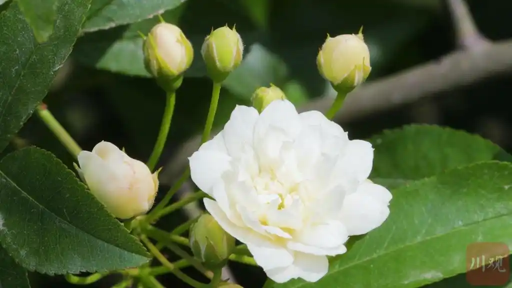 探春vlog丨太阳持续营业 七里香"瀑布"在成都街头与你不期而遇