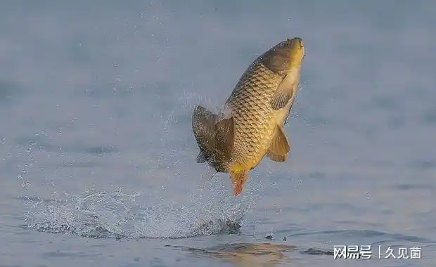 科学家说出其中两大原因|渔民|鲤鱼|捕食|敌害|捕鱼_网易订阅