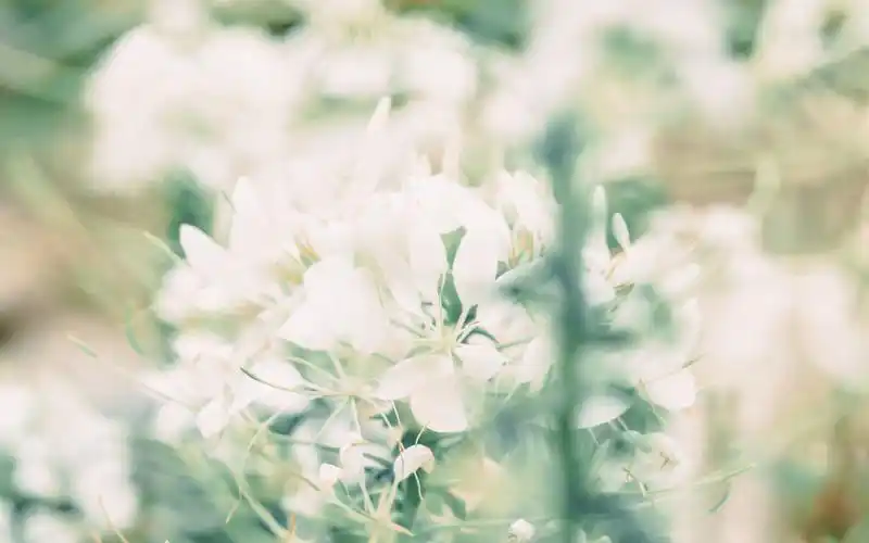 小清新植物花卉图片桌面壁纸