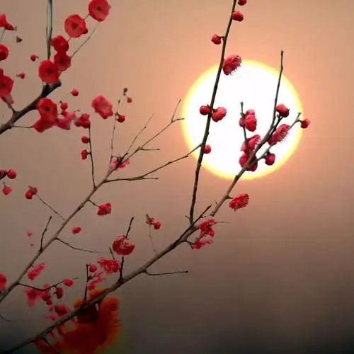 黄州有个"世外"梅园,长这样!_梅花