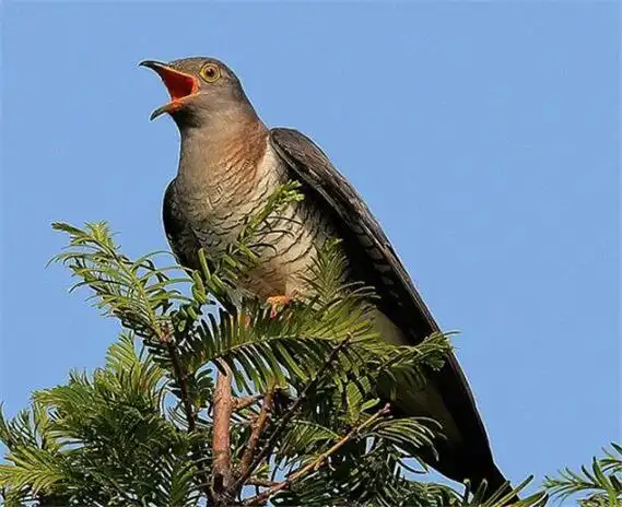 杜鹃鸟的图片资料 杜鹃鸟吃什么_动物租赁网