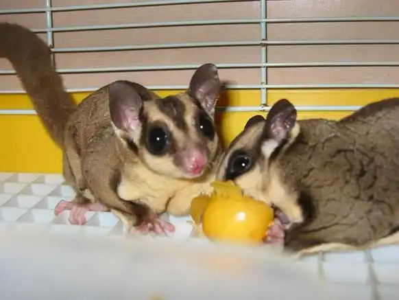 蜜袋鼯平常吃什么