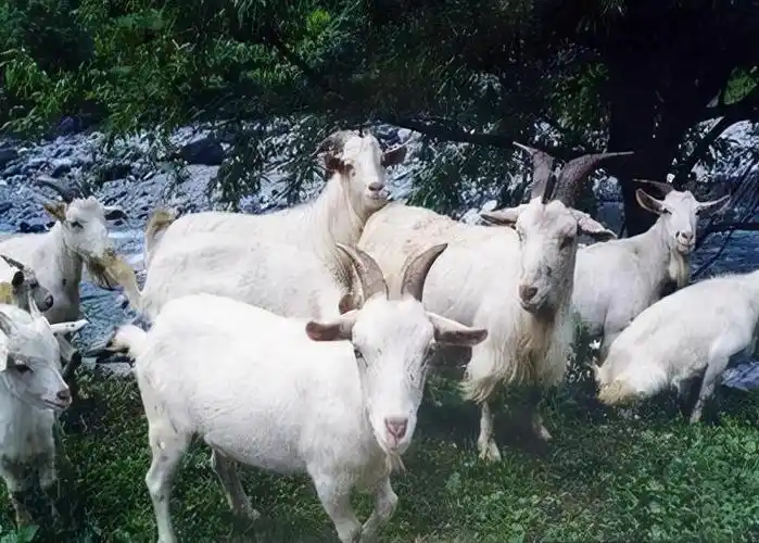 羊是怎样交匹配的 山羊b - 时代开运网