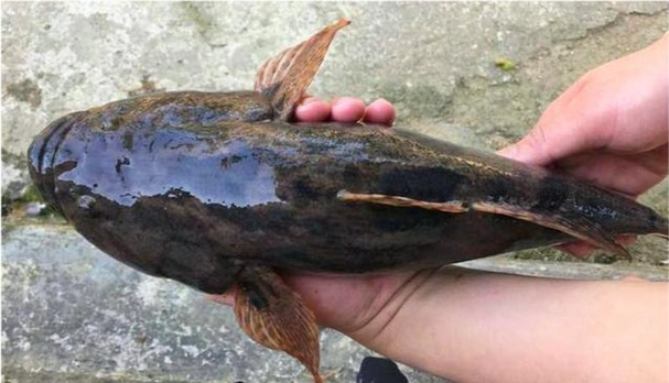 又名"笋壳鱼",这么大的很少见_腾讯新闻