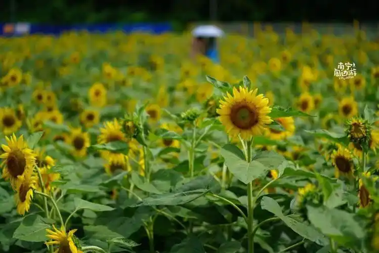 南宁最火的11个拍照地,满屏都是小清新!你去过几个?