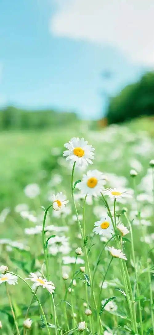 壁纸 | 高清8k全面屏壁纸