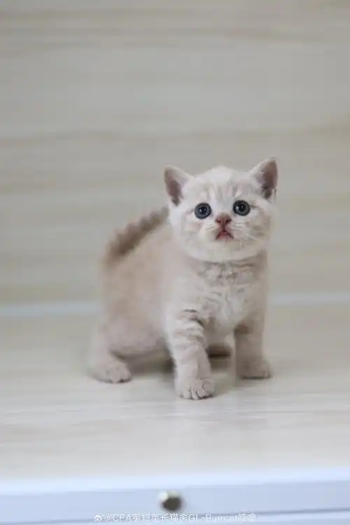 可预定~  英短猫舍超话英短乳白超话英短超话英国短毛猫超话#吸猫##广