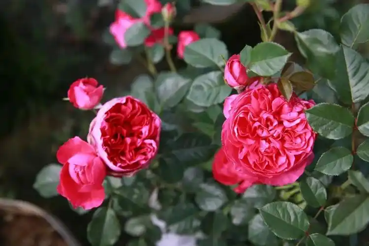 天狼说月季让蔻丹爆花好轻松啊