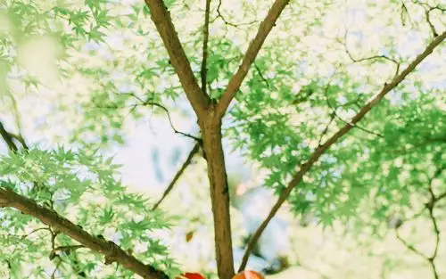 绿色小清新护眼文艺高清壁纸