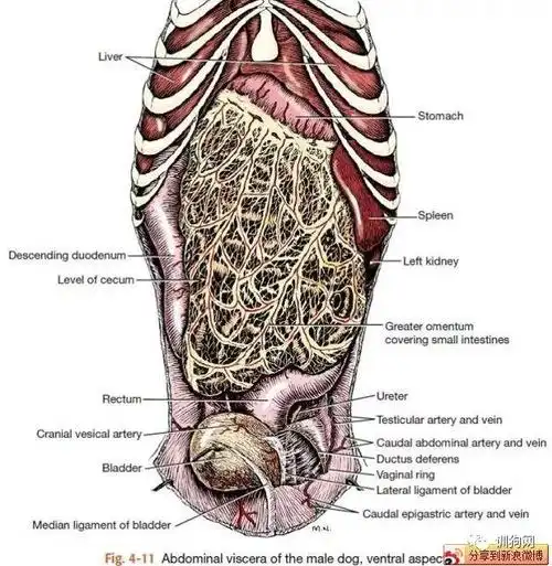 狗狗的生理解剖图,get!