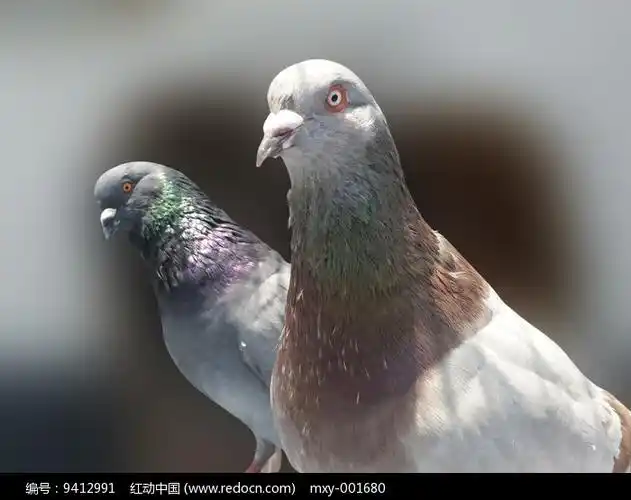 两只鸽子特写