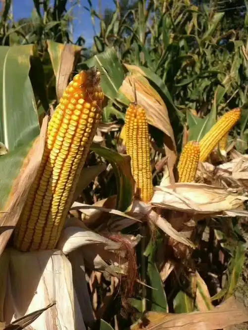 高产玉米品种:鄂玉25(副本)