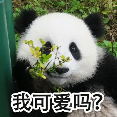 超萌儿童节专属熊猫表情包速来拿图