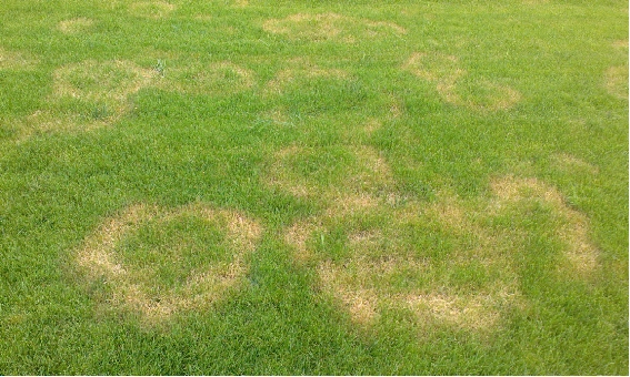 草坪褐斑病的防治,不可掉以轻心