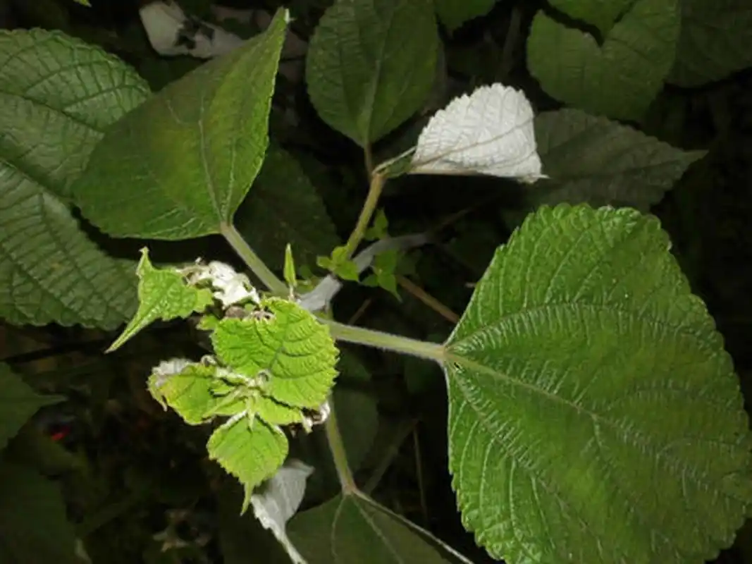 科普知识竞赛#野苎麻,中药名.为荨麻科苎麻属植物束序苎麻的全株.