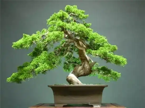 家里放这些植物大吉大利 你家有了吗?