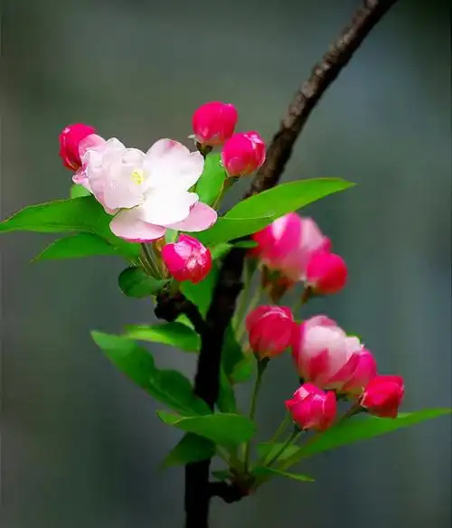 鲜花图片大全唯美清新(150张绝美花开照片) - 赤虎壹号