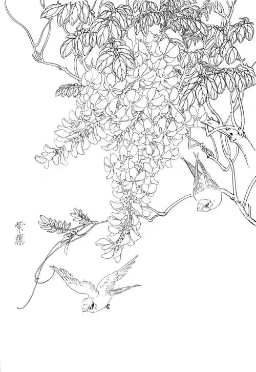 0029工笔画春夏花卉白描线稿素材高清图紫藤030x0pxjpg600dpi3真迹