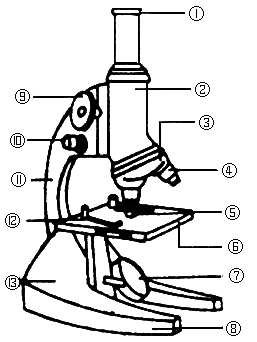 下图是显微镜的结构示意图.它的两个目镜分别为5x和15x.