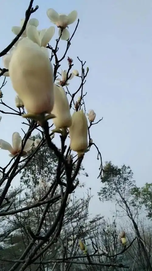 白色的木棉花代表着你纯洁的心灵和坚韧向上的性格