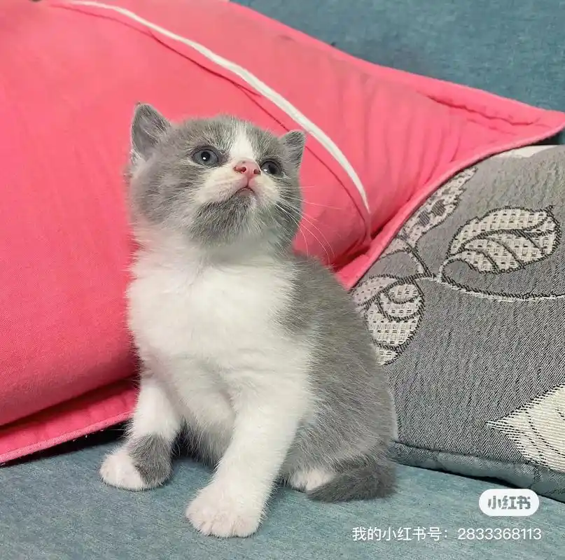 领养英短自家大猫产的价格超低