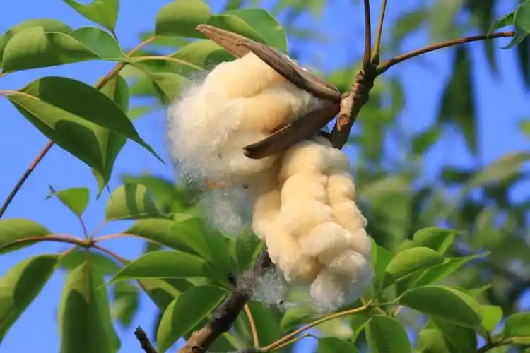 现在走在南方的街头很难不被它砸到吧