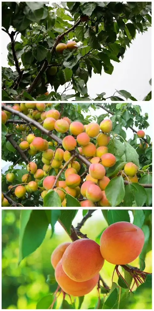 特产大孤山杏梅大黄杏现摘现发新鲜杏子时令多汁3斤装(约14个左右)