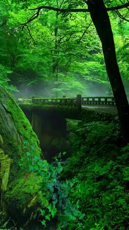 唯美风景高清视频素材每日分享