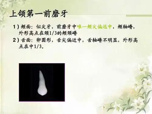 上颌第一前磨牙 1)颊面:似尖牙,前磨牙中唯一颊尖偏远中,颊轴嵴, 外形